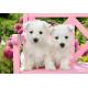 WHITE TERRIER PUPPIES