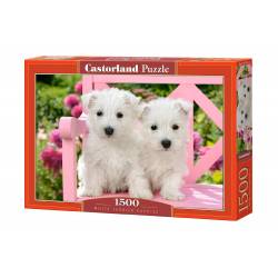 WHITE TERRIER PUPPIES