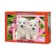 WHITE TERRIER PUPPIES